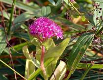 Очиток пурпурный — прекрасное растение в вашем саду