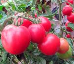 Как ухаживать за помидорами в открытом грунте