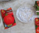 Как правильно посадить помидоры в грунт